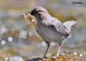 Cinclus mexicanus